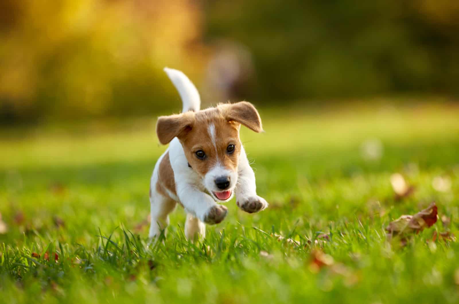 jack russell terrier running outside