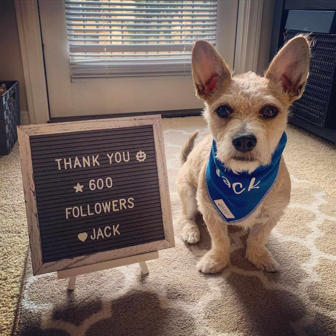 jack the corgipoo posing beside the thank post for IG followers