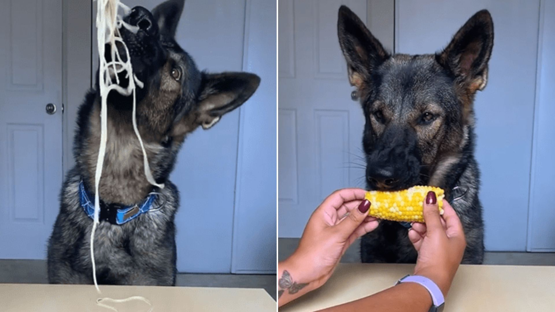 Jade, The Sable German Shepherd, Is The Best Food Critic Ever