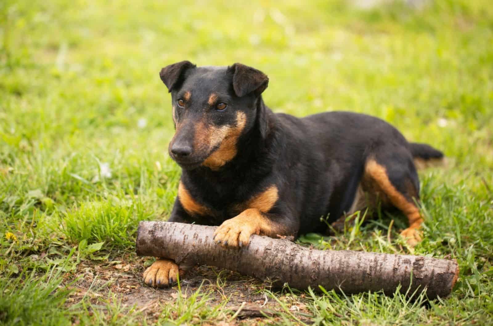 jagdterrier in nature