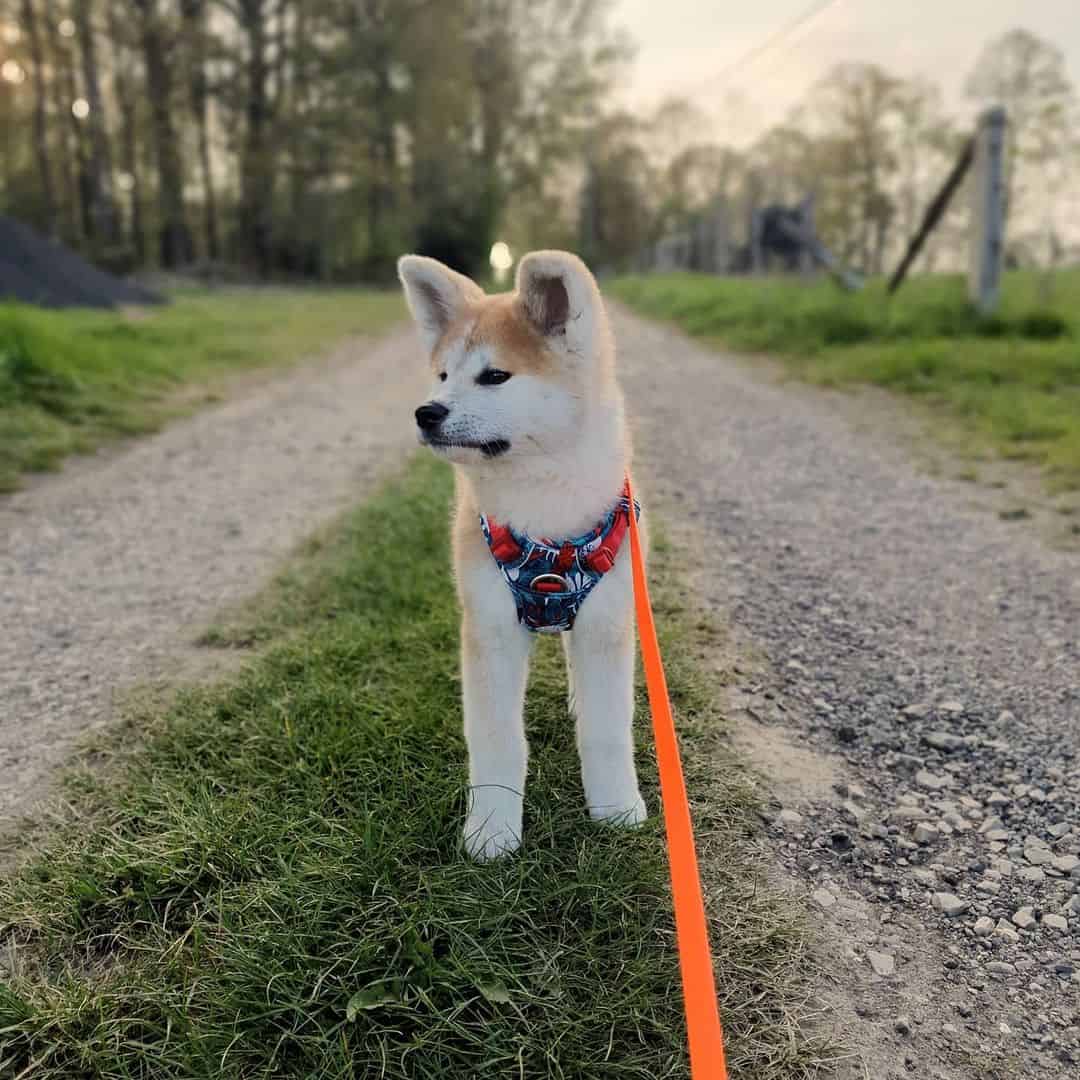 japanese akita