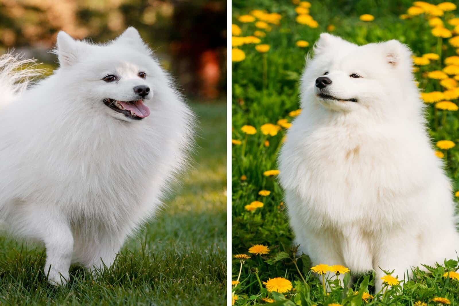 Japanese Spitz and Samoyed sitting on grass