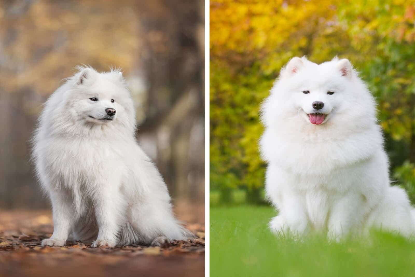 Japanese Spitz and Samoyed sitting outside and on grass