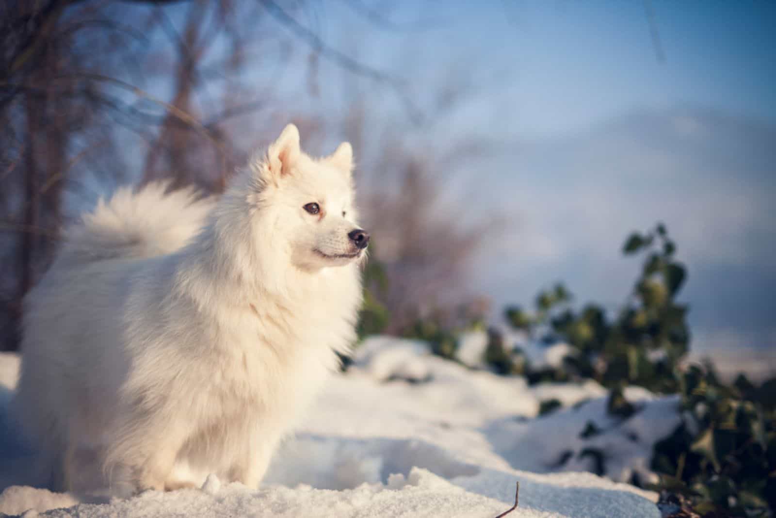 Japanese Spitz in the Park in winter