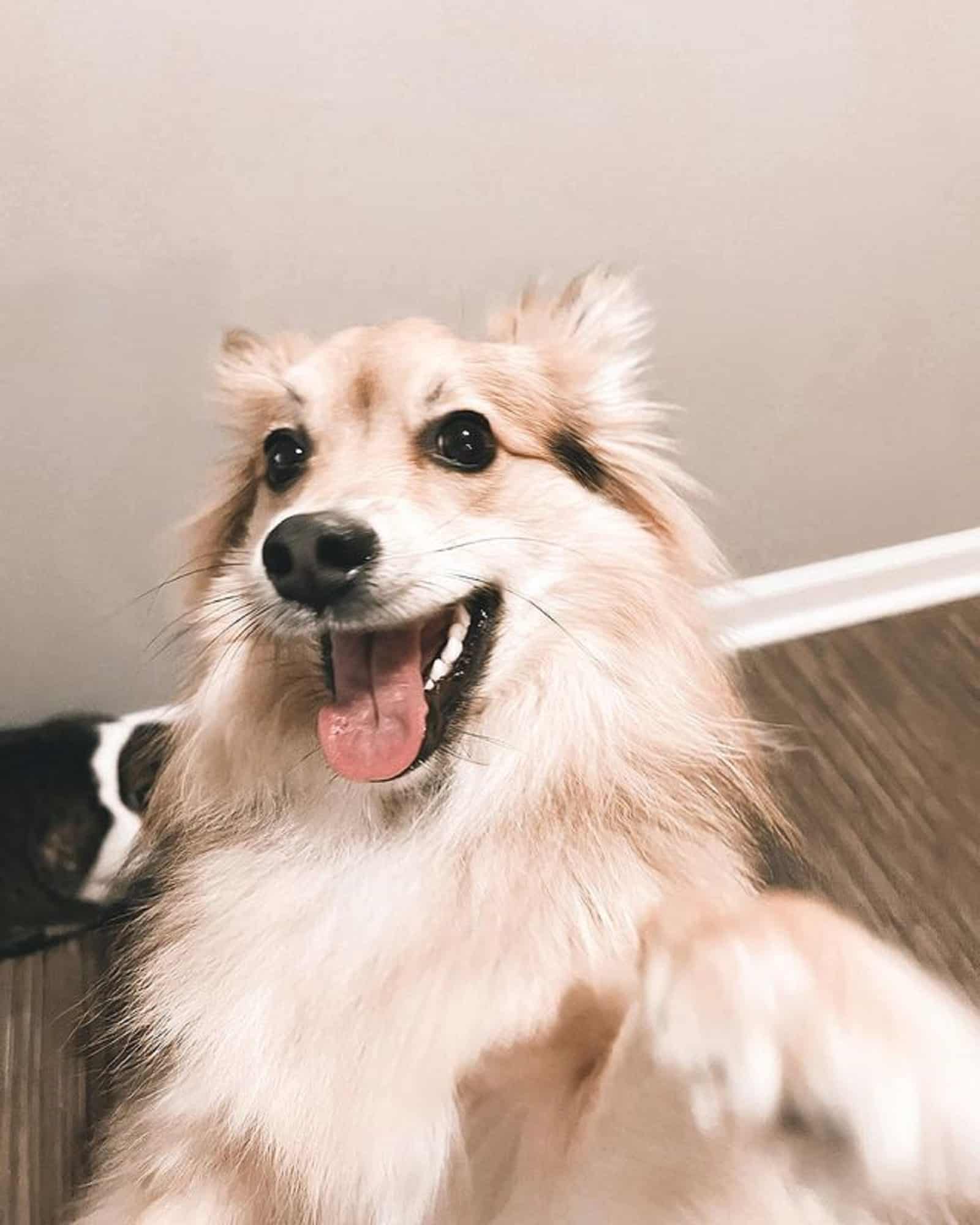 japanese spitz pomeranian mix playing indoors