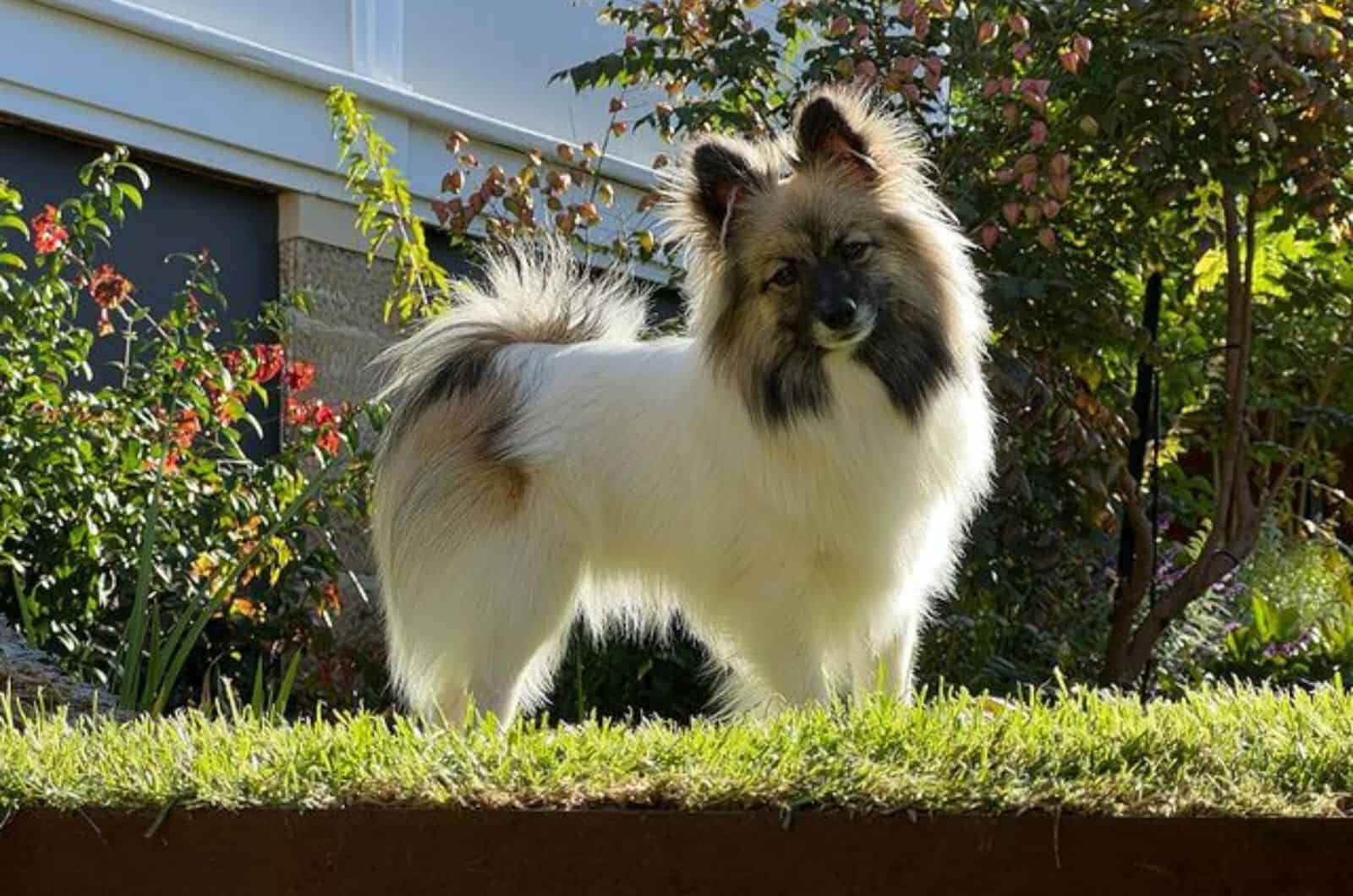 japanese spitz pomeranian in the garden