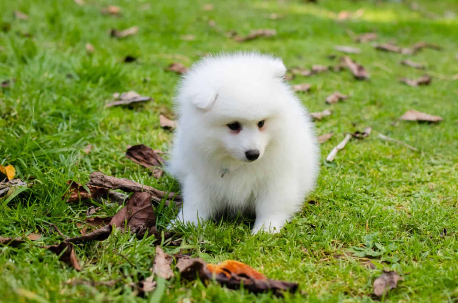 japanese spitz puppy