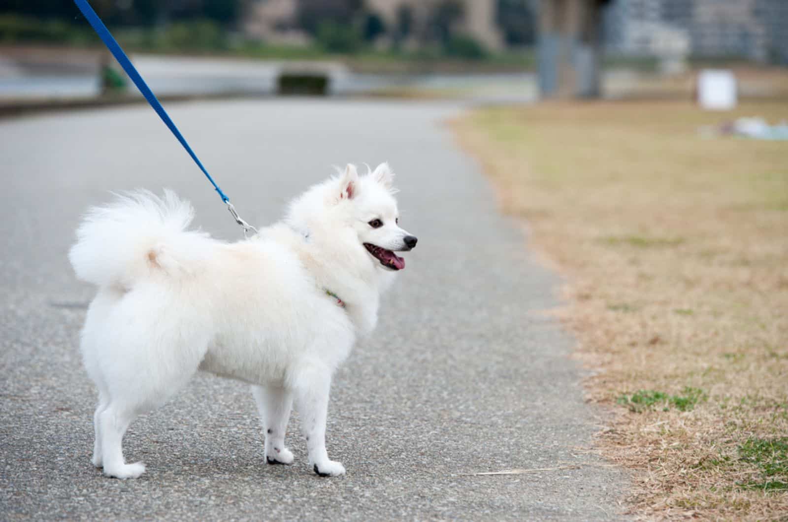 japanese spitz on a leash