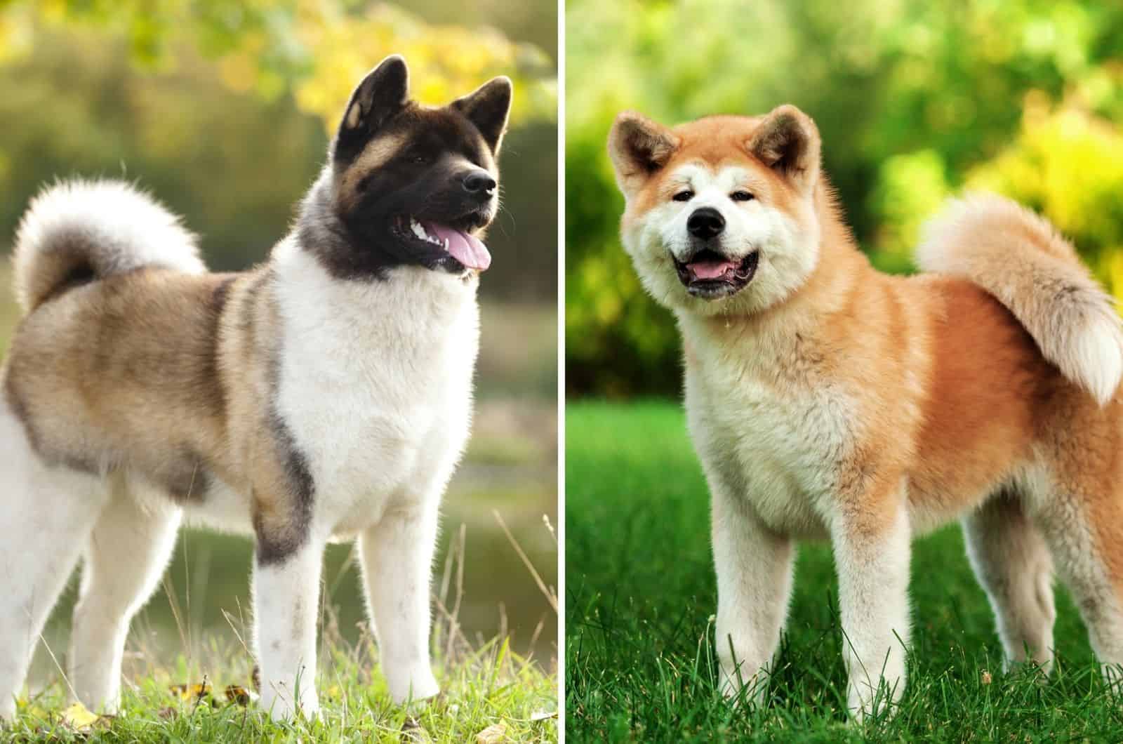 Japanese Vs. American Akita: Can You Tell Them Apart?