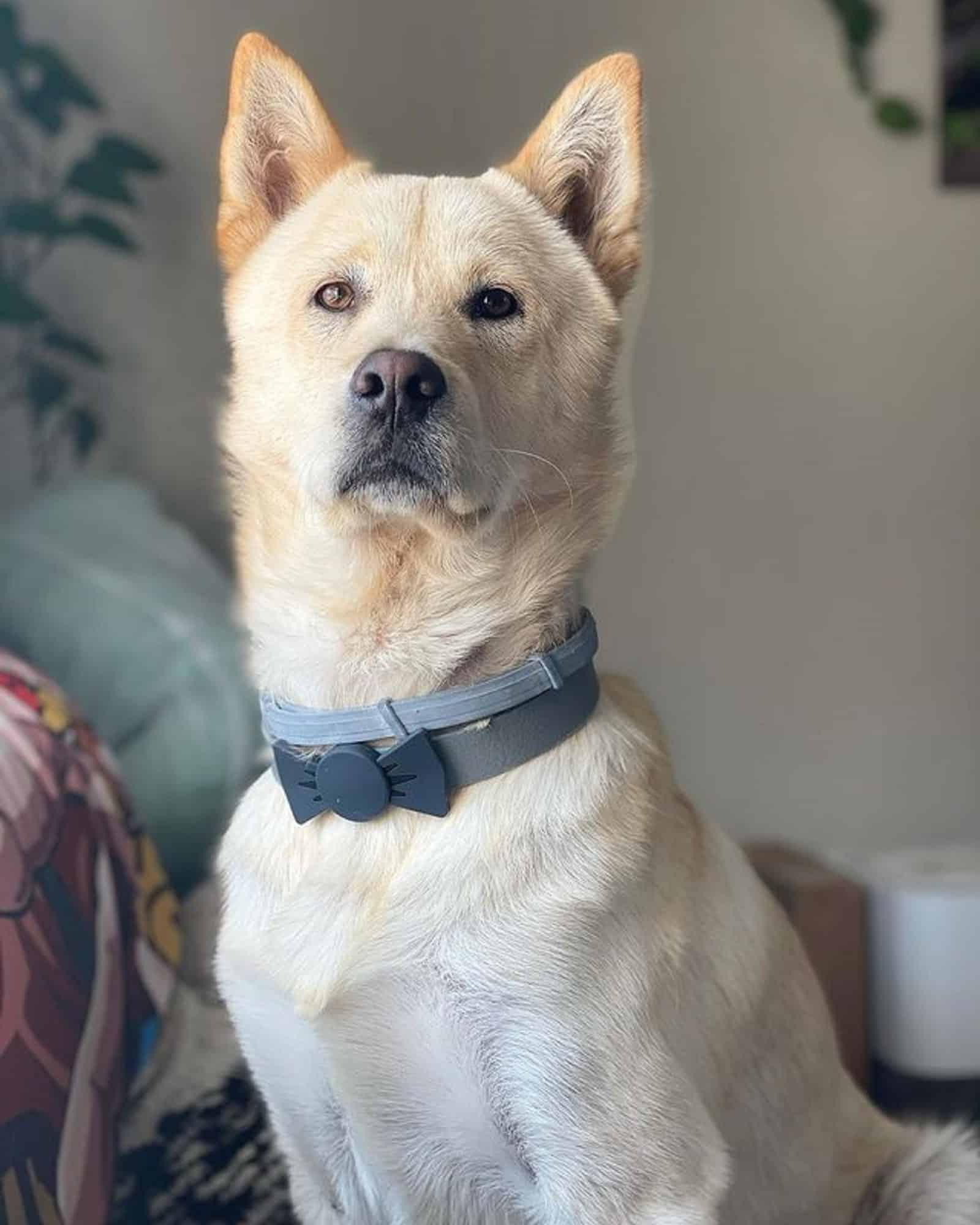 jindo akita inu mix dog posing