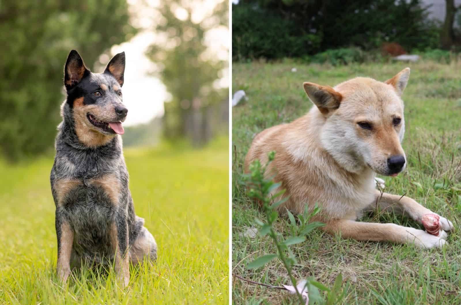 jindo blue heeler mix