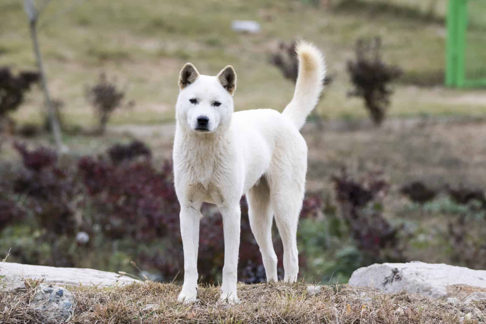 Jindo Breeders: Top 3 Places To Find A New Pet in the U.S.