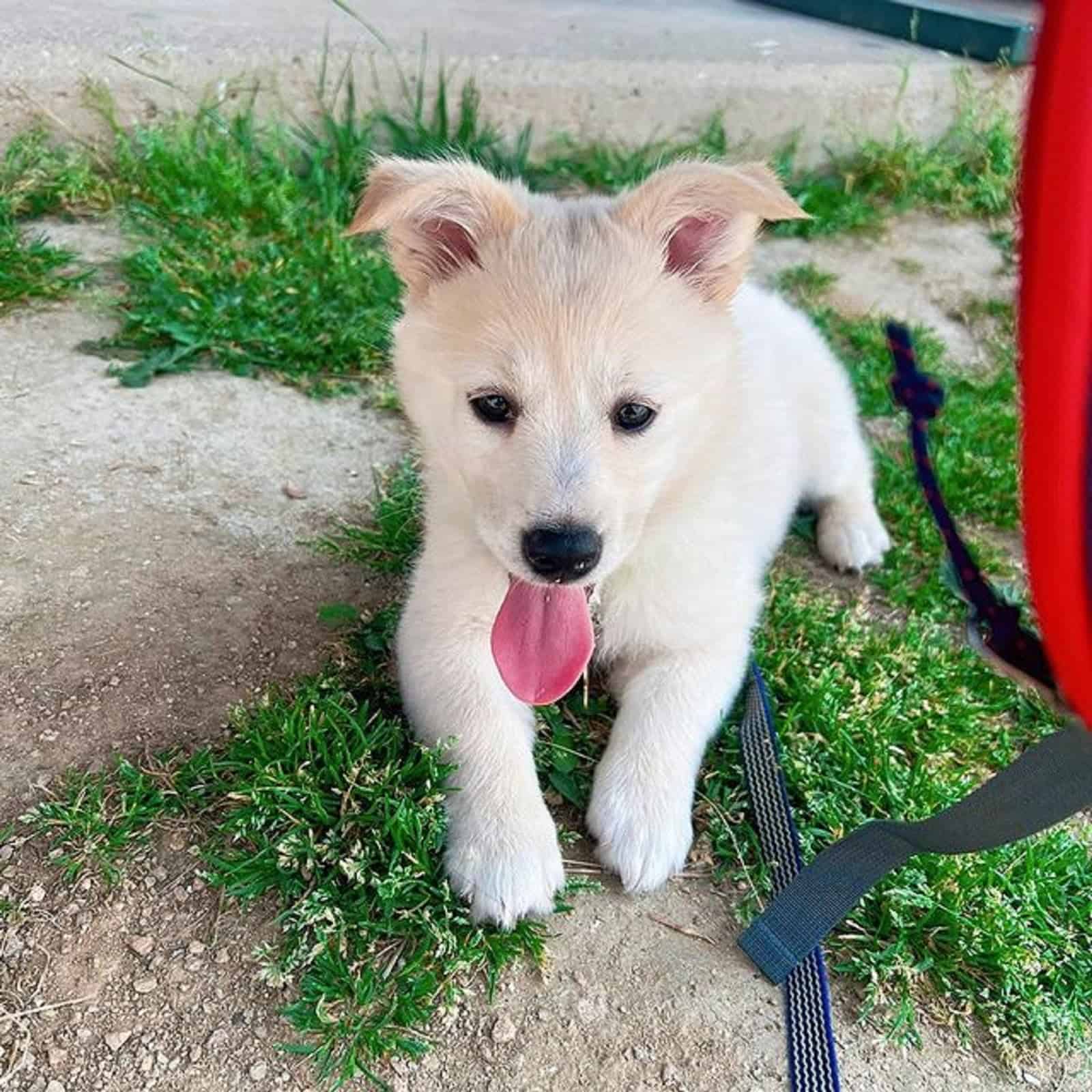 jindo corgi mix sitting outdoors