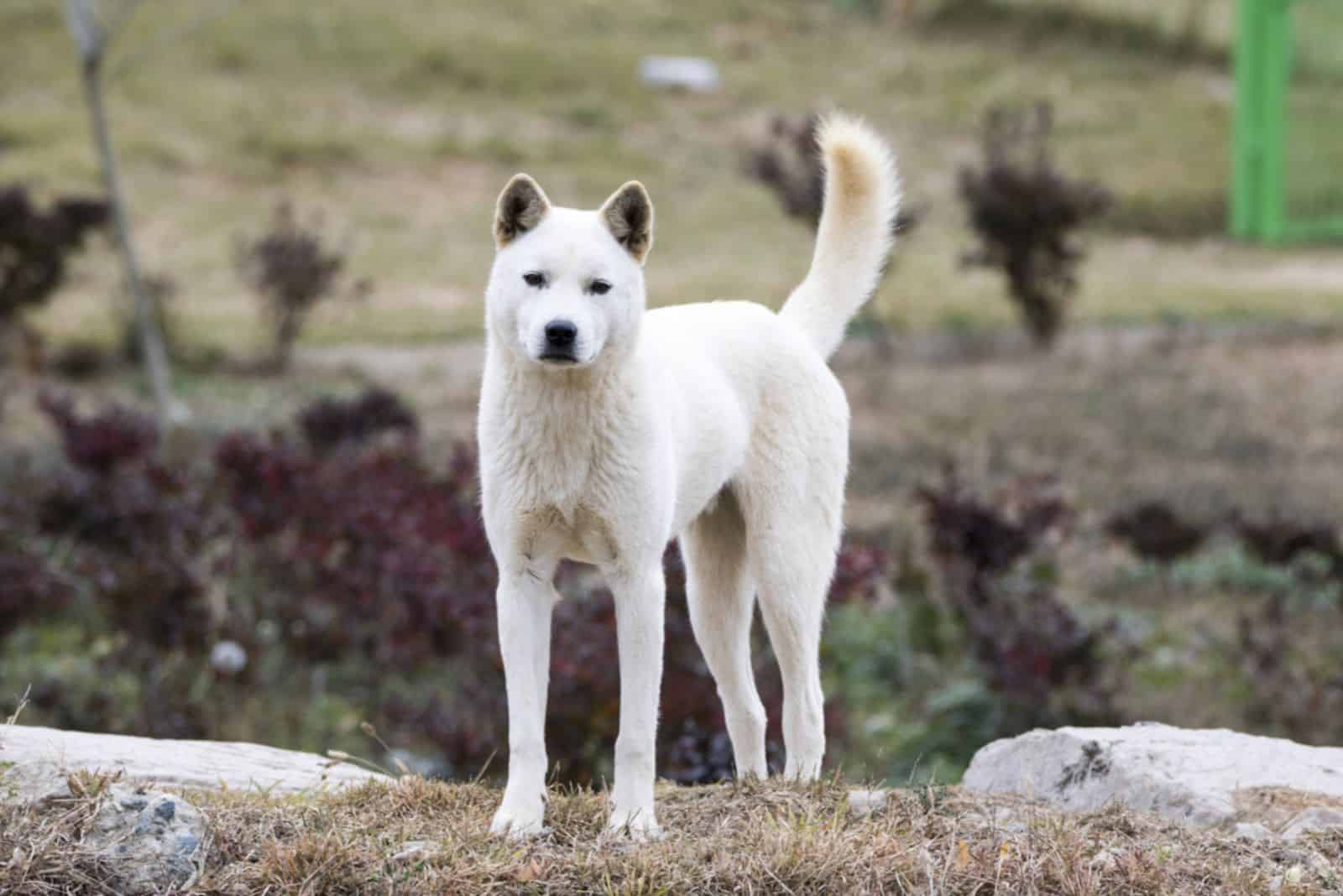 Jindo dog outdoor