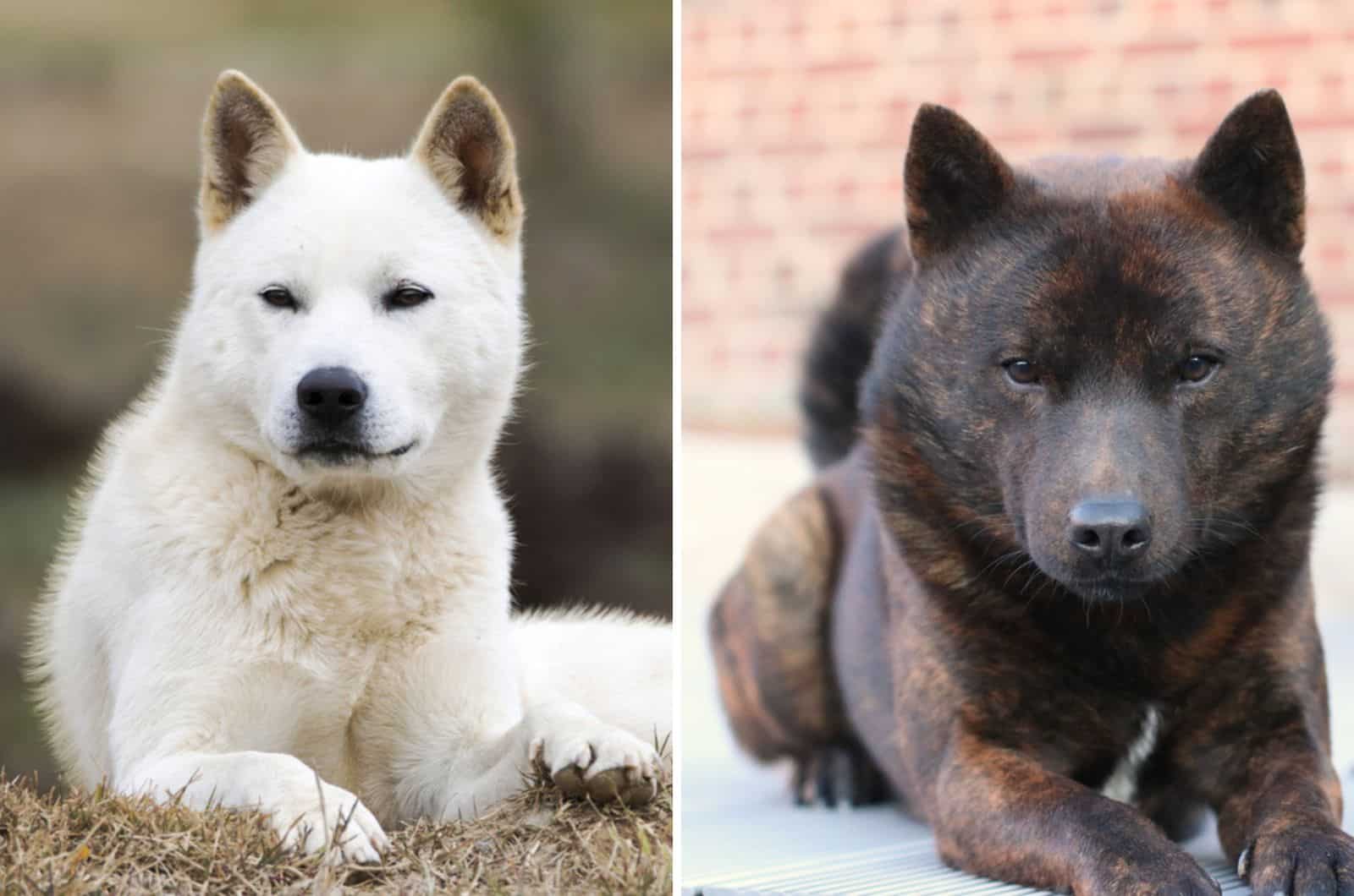 jindo kai ken mix