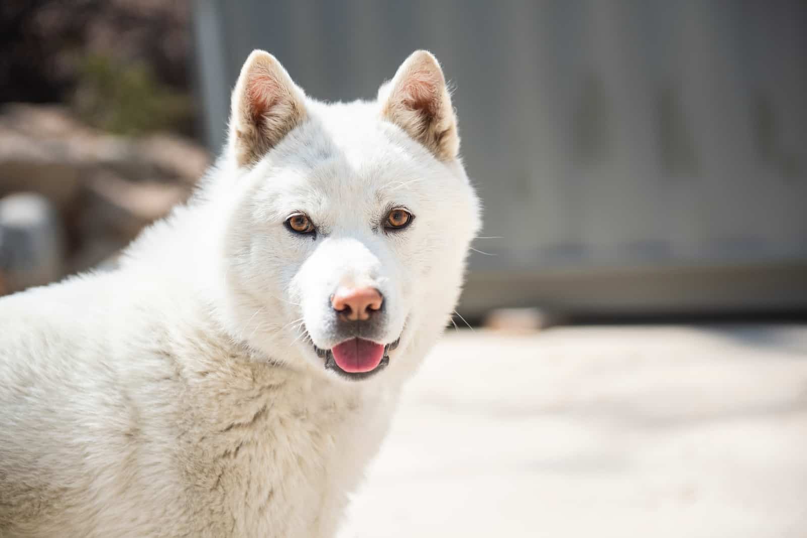 Jindo loking at camera