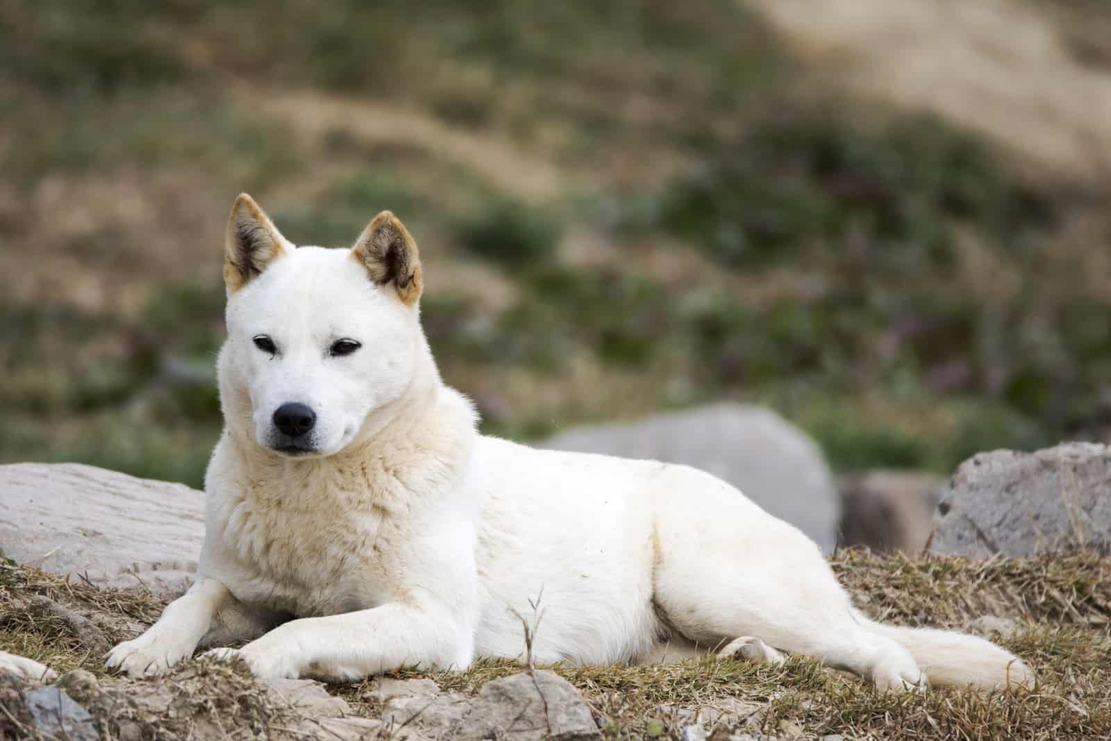 Jindo sitting on ground