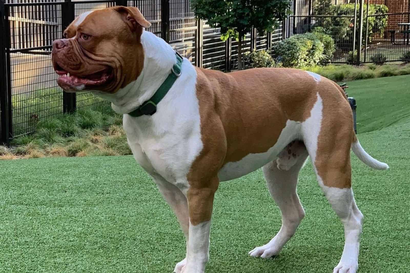 Johnson American Bulldog: In-Depth About This Bully