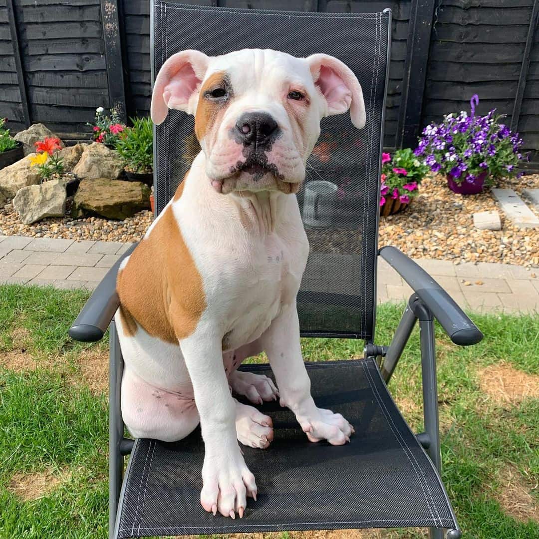 Johnson American Bulldog puppy