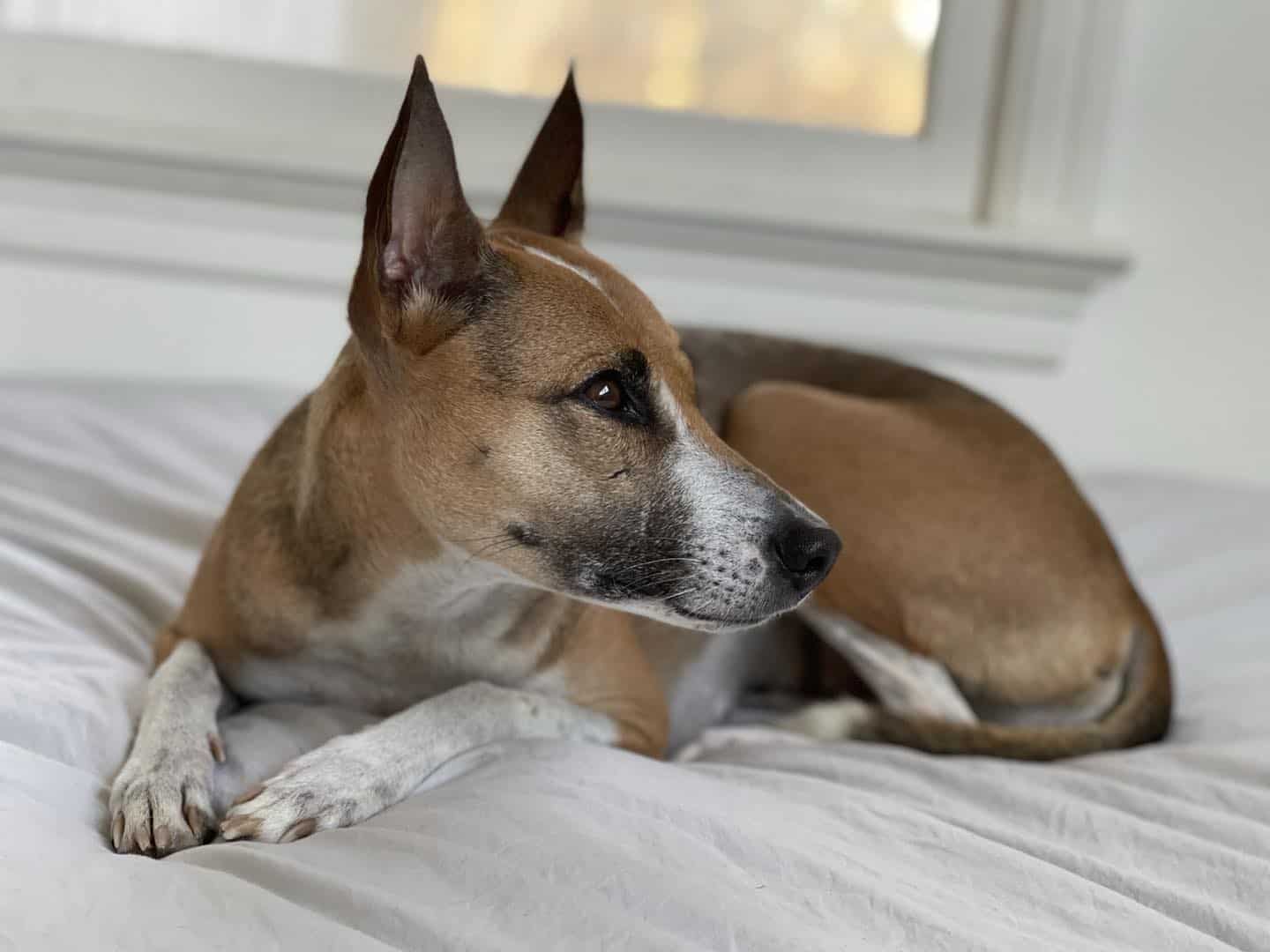 Jonangi on the bed