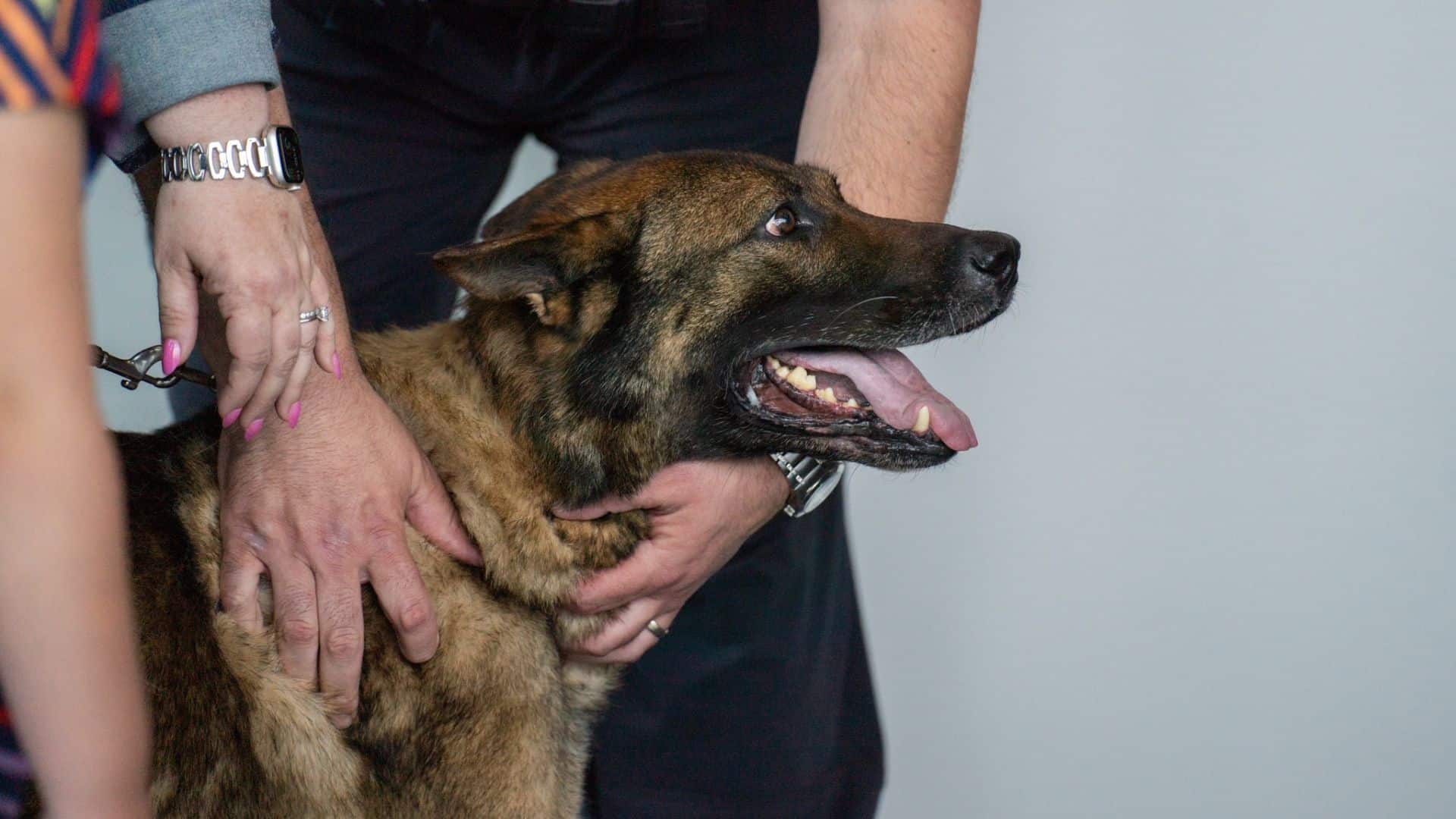 K9 German Shepherd, Cheeseburger, Goes Into Well-Deserved Retirement