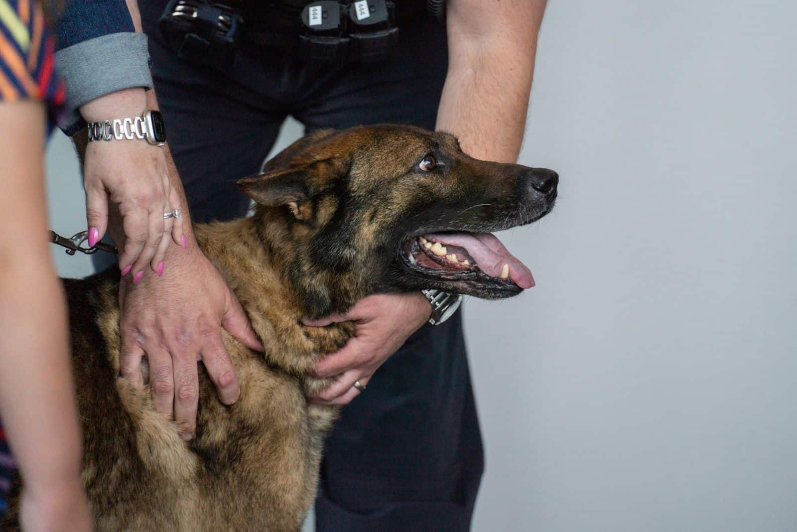 k9 german shepherd dog embraced by man's hands