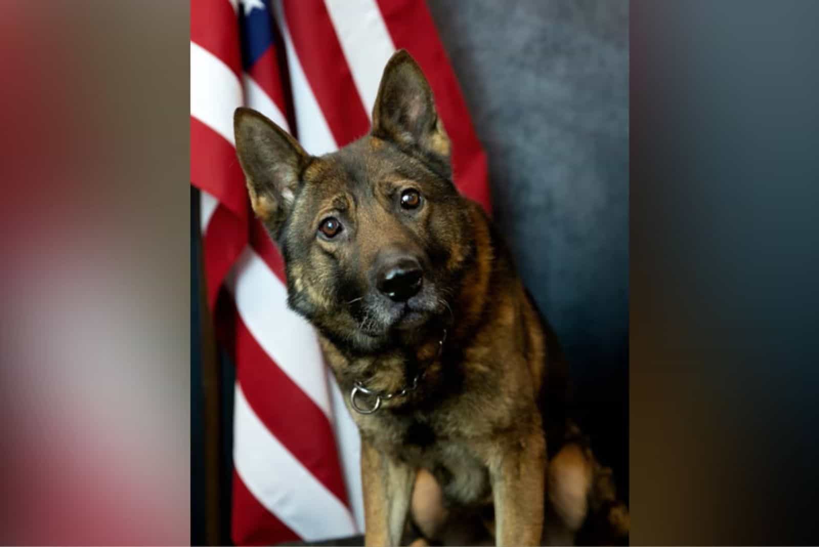 k9 german shepherd sitting beside American flag