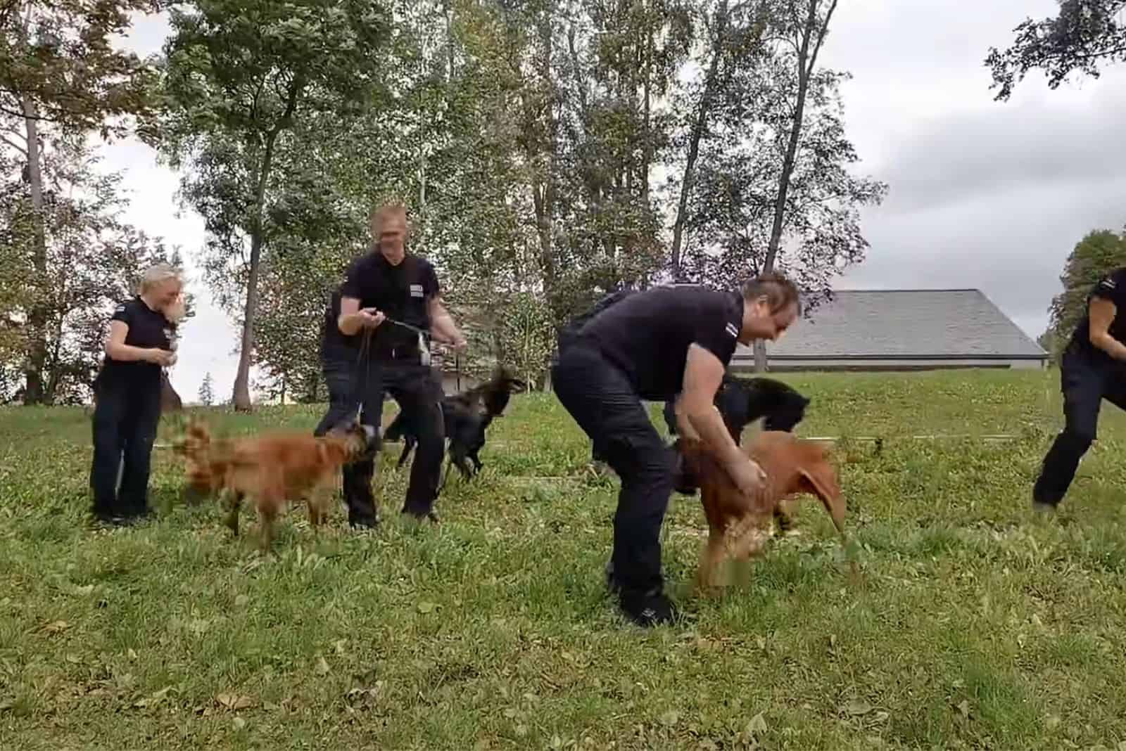 k9 police officers dancing with their dogs on a meadow