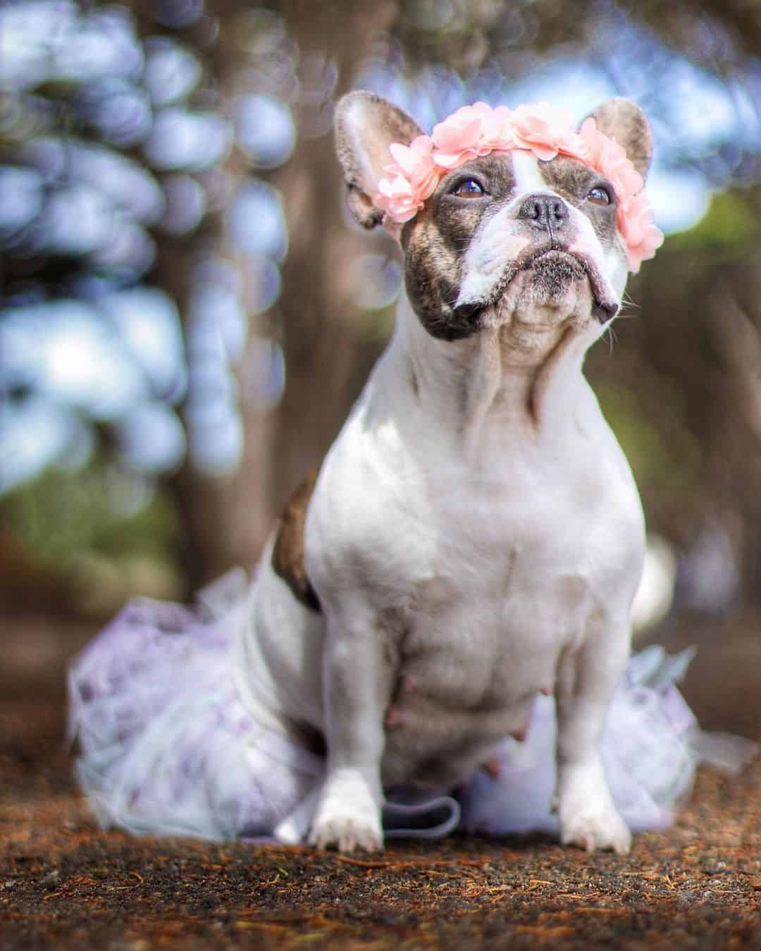 Kahuna's maternity photo with a flower crown