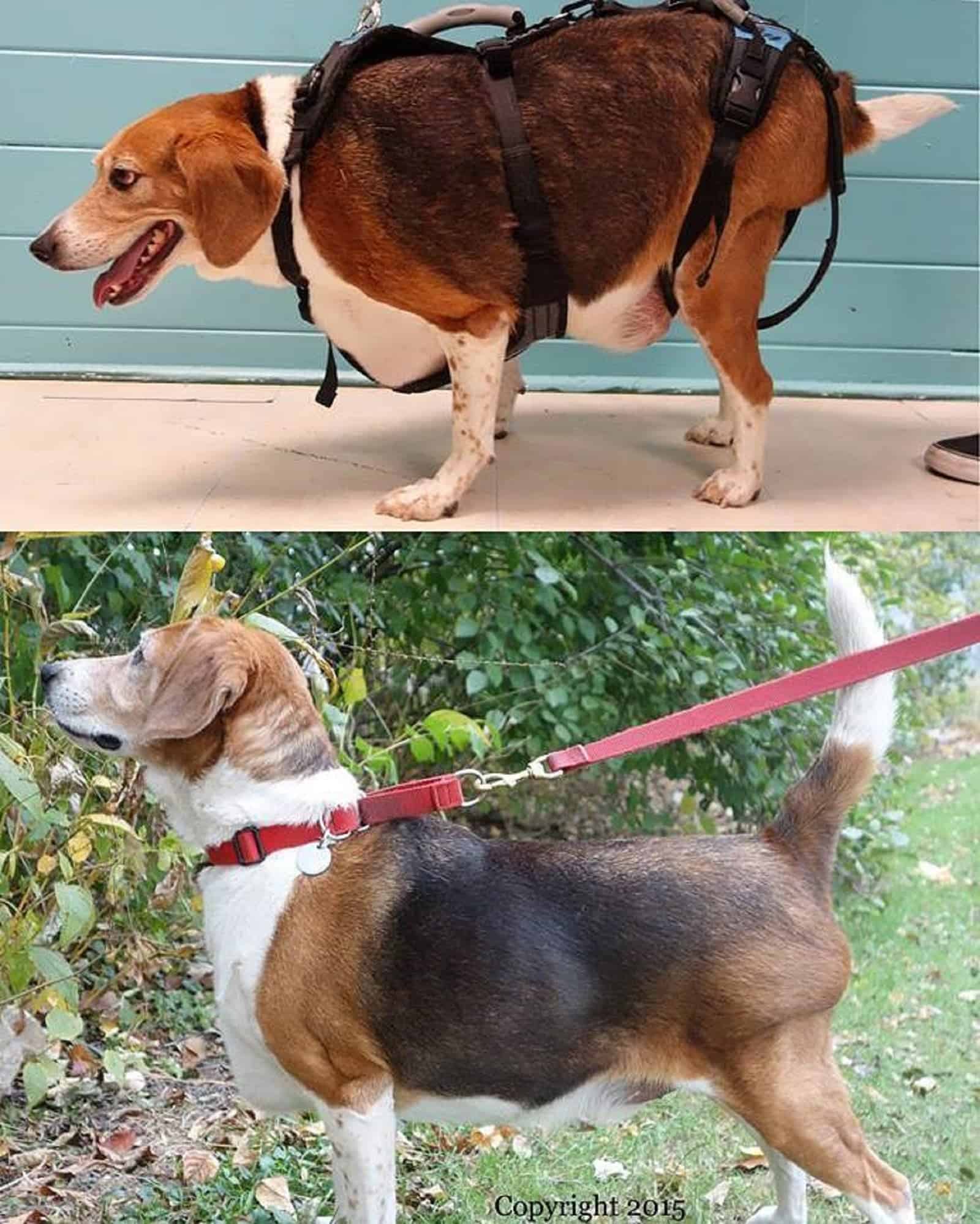 kale chips dog before and after weight loss