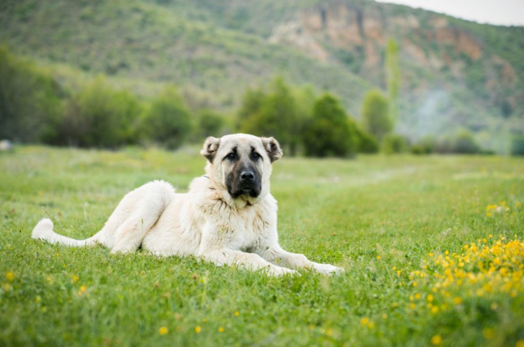 kangal dog lying on a meadow