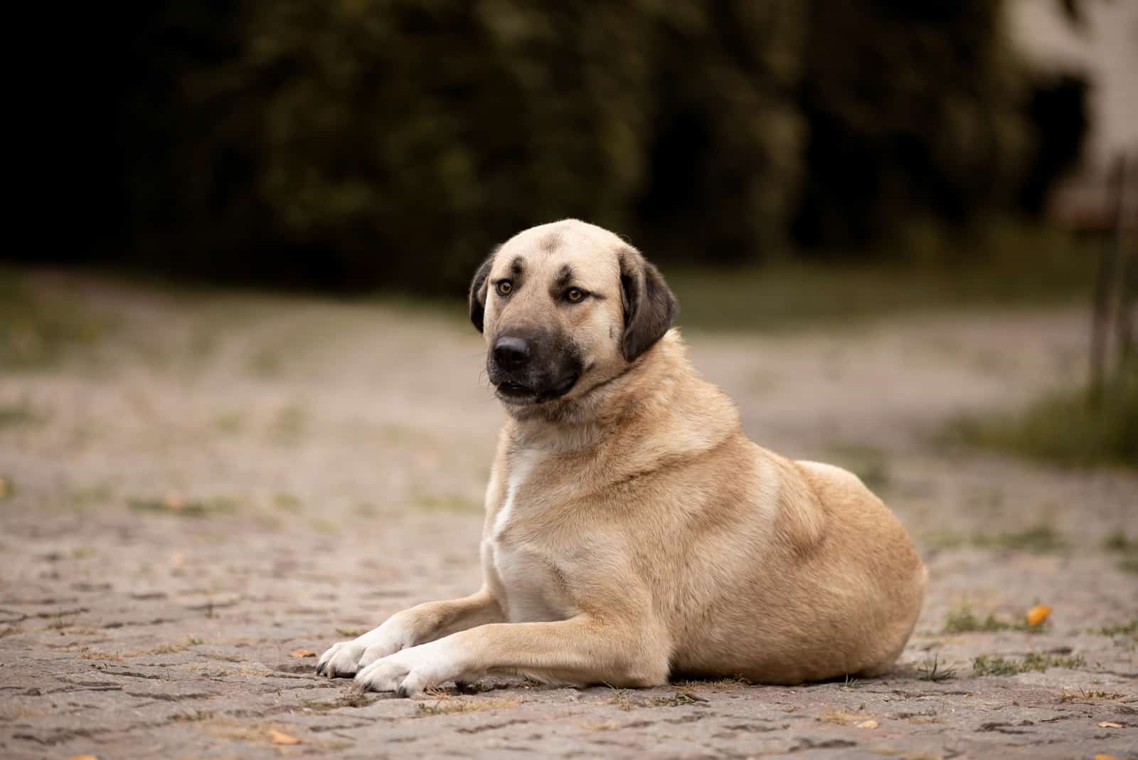 kangal dog lying down