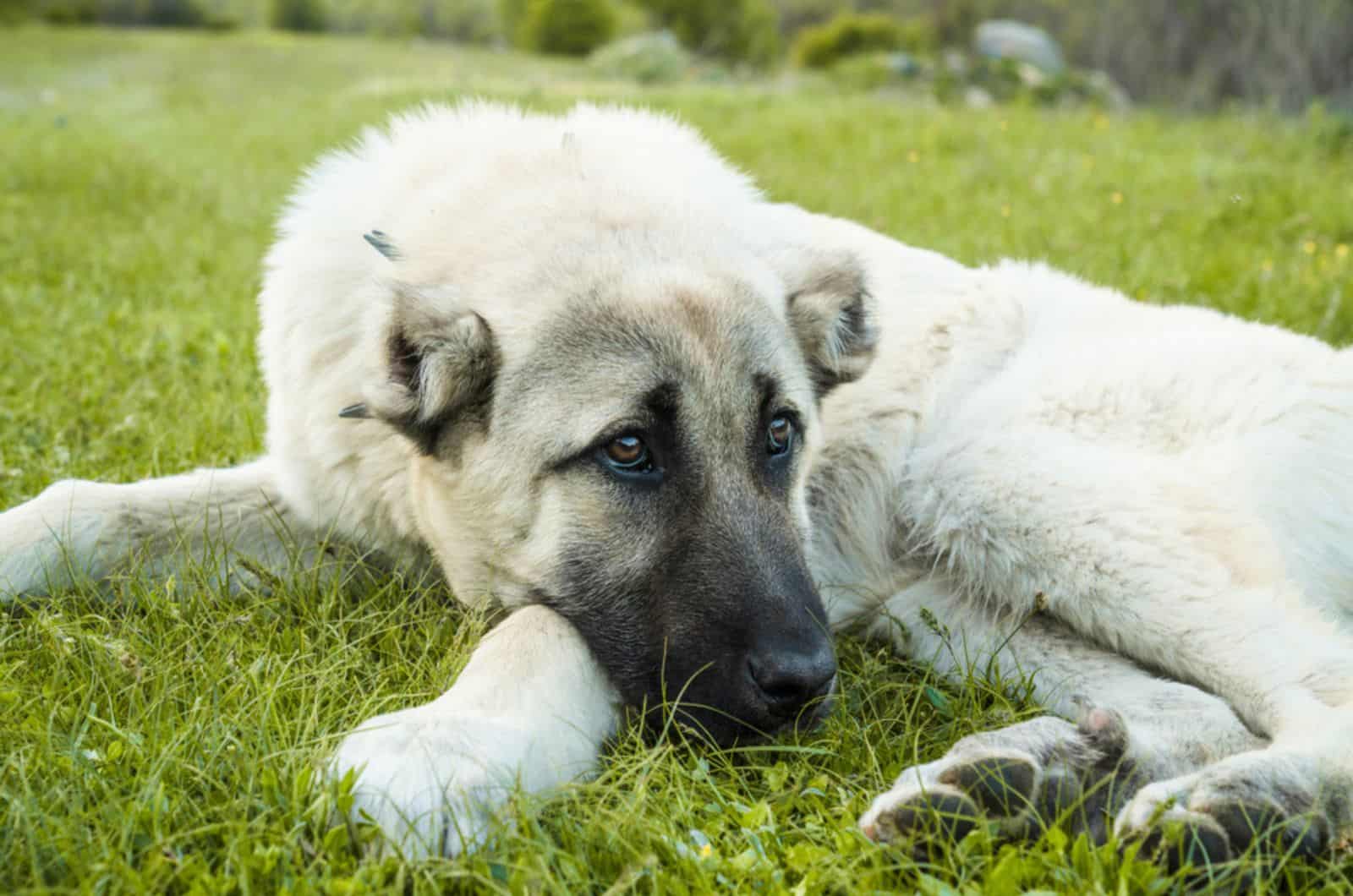 kangal dog lying on the grass