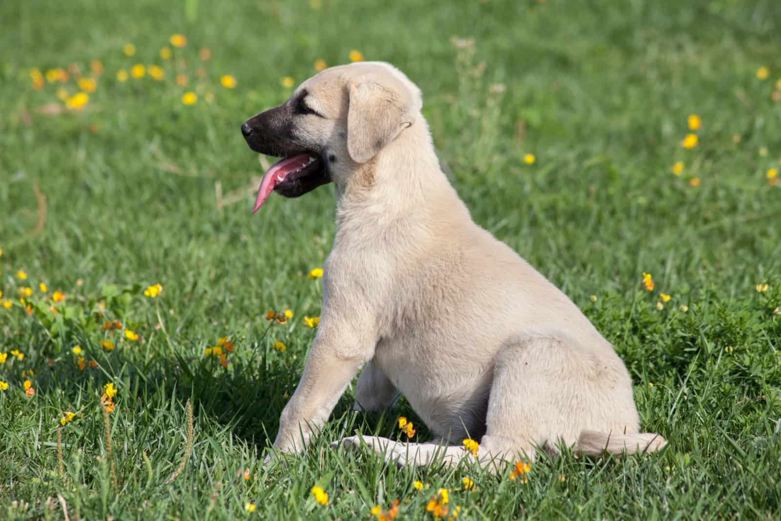 kangal dog puppy in the garden