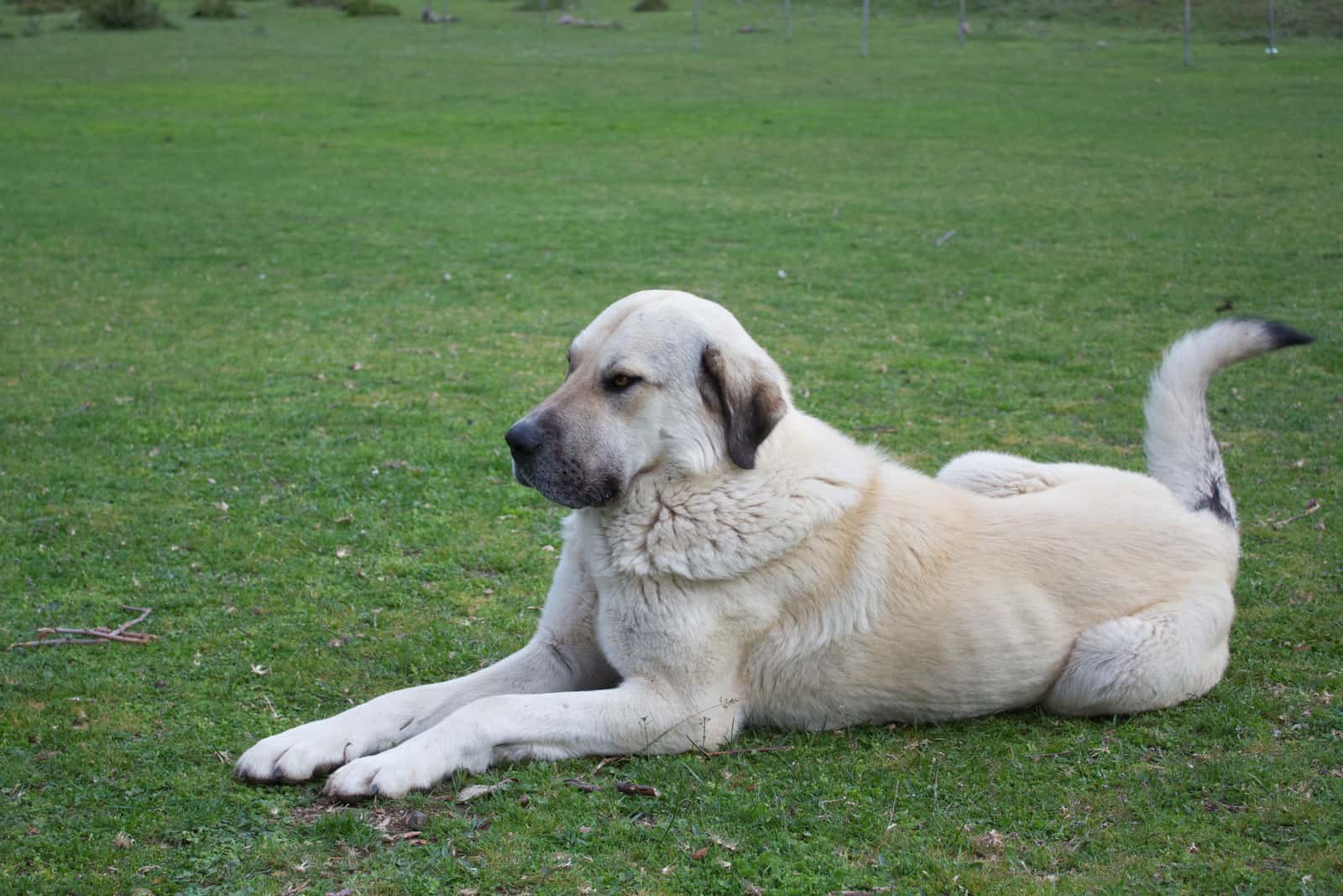 Kangal shepherd dog laying on the grass