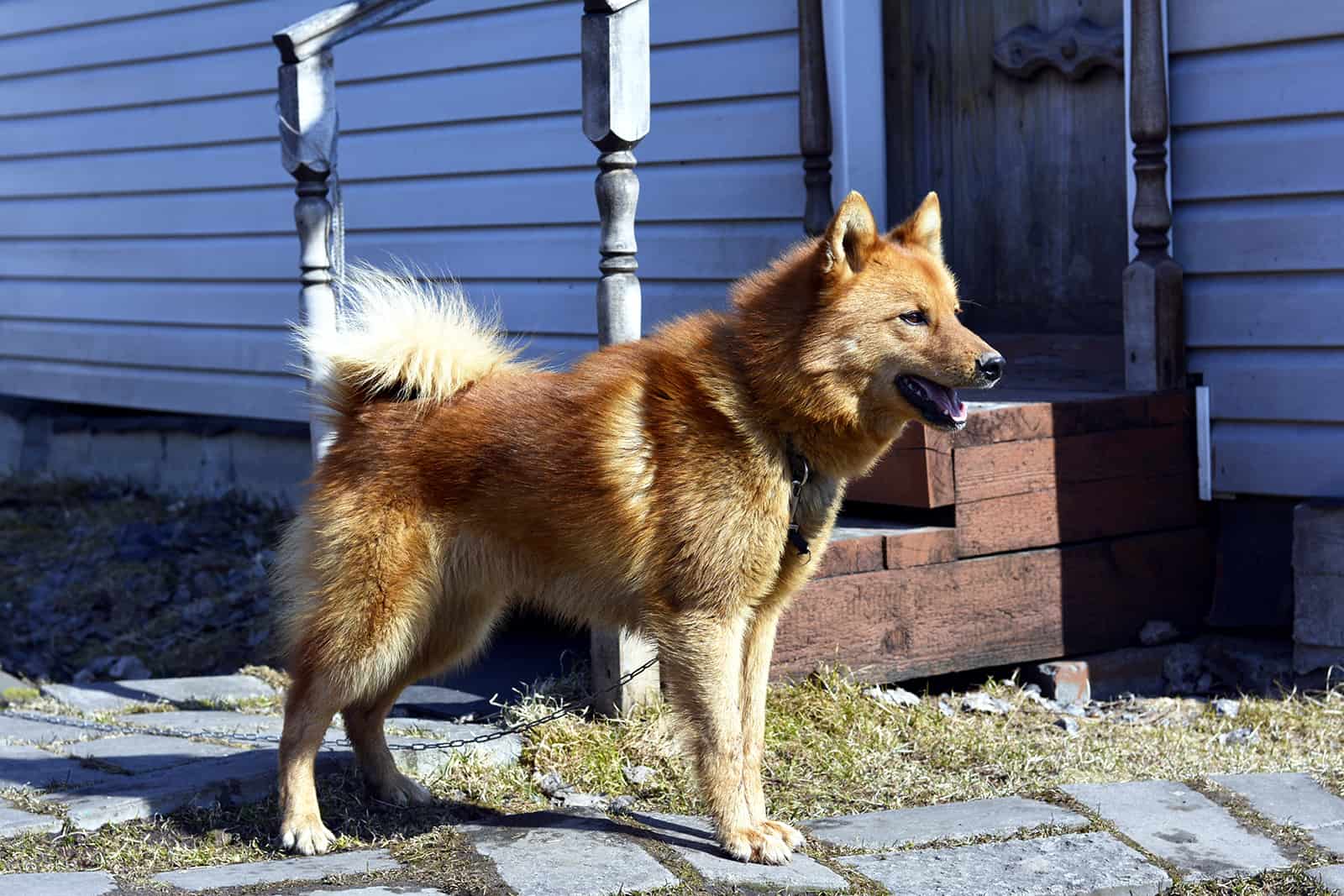 karelo finnish laika standing outdoors