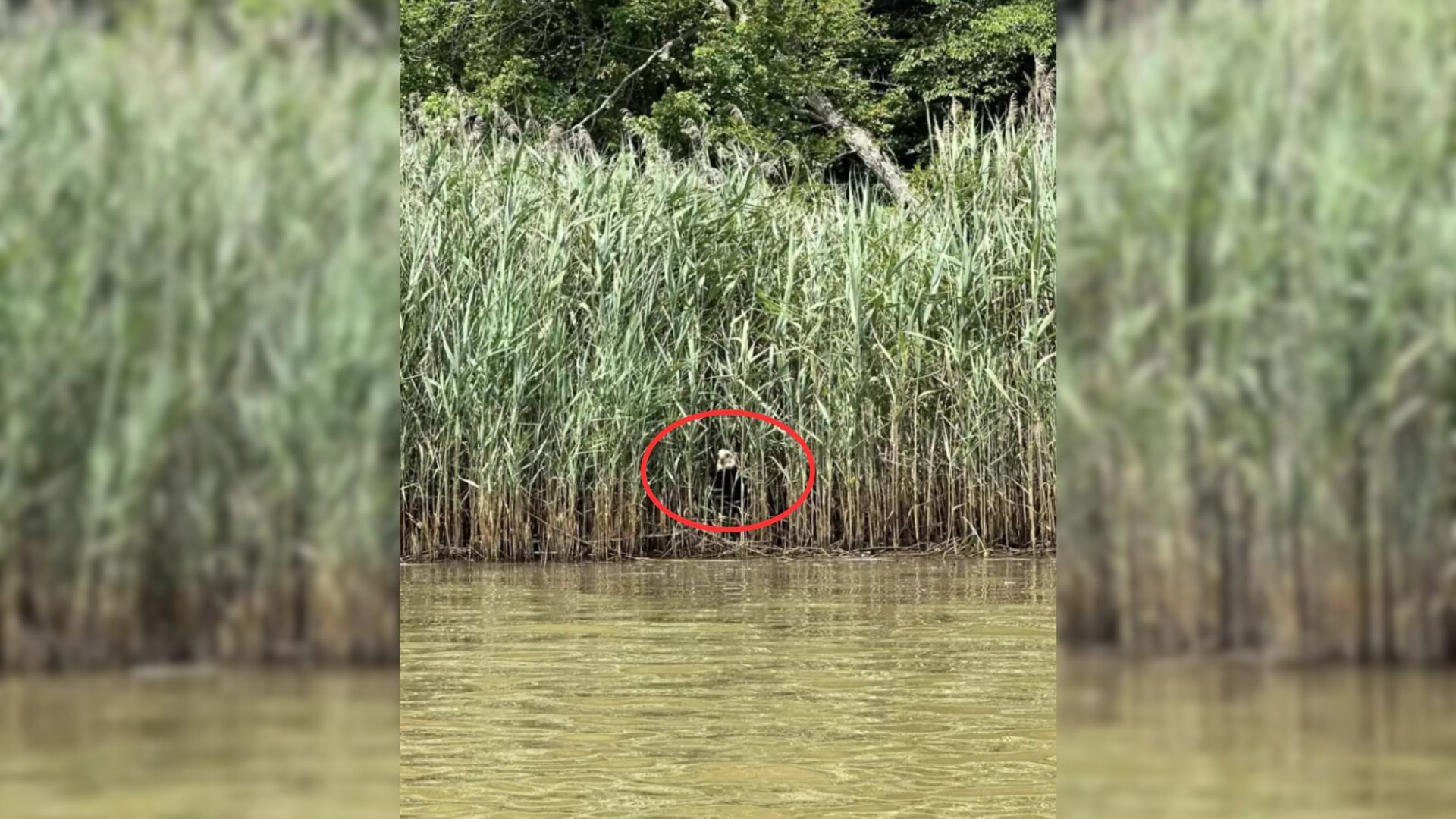 Kayaker Sees Something Staring Back At Him From The Reeds And Decides To Check It Out