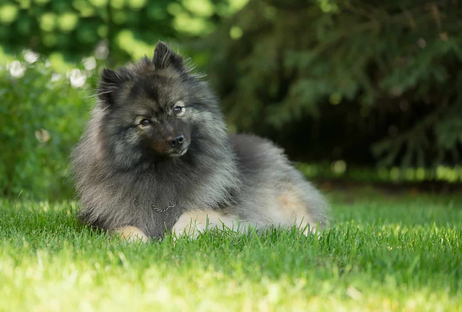 keeshond dog lying on the grass