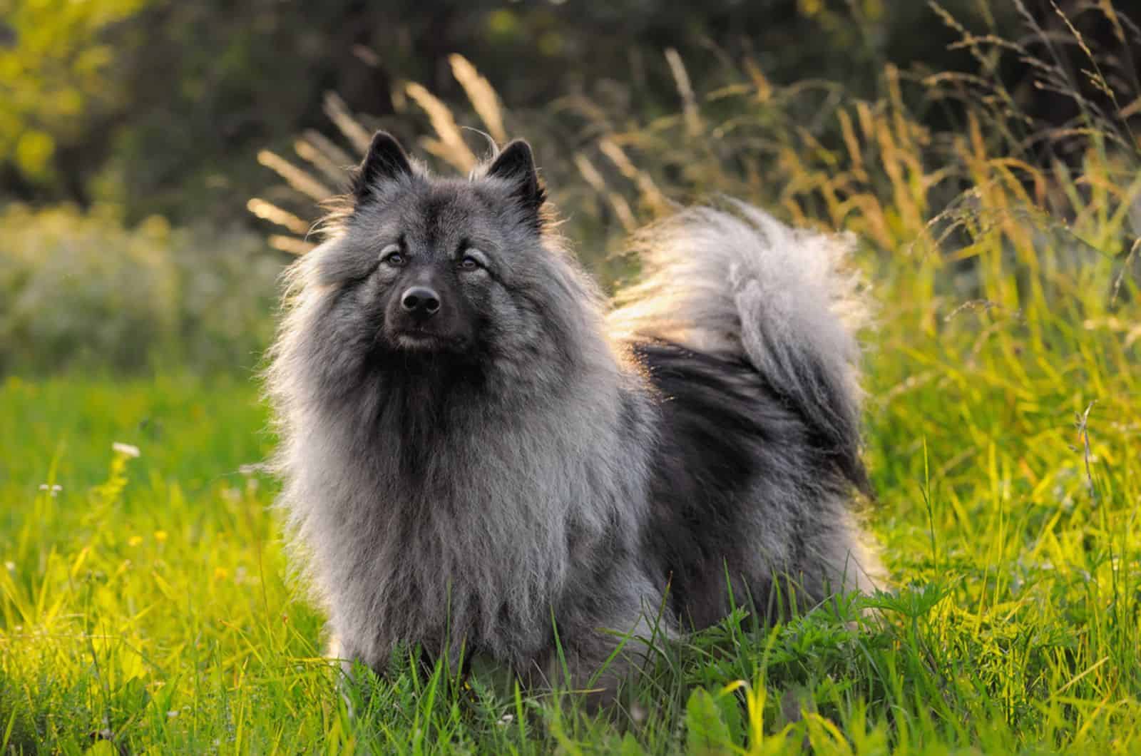 keeshond dog in nature