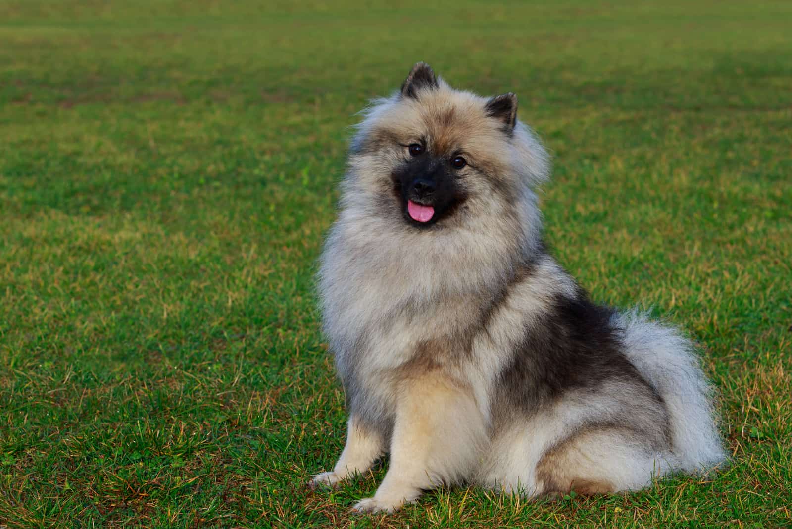 Keeshond sitting on grass