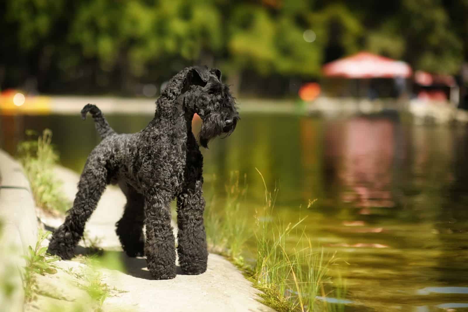 kerry blue terrier