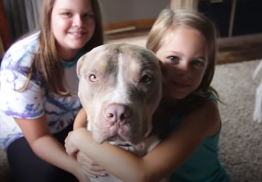 kids with pitbull