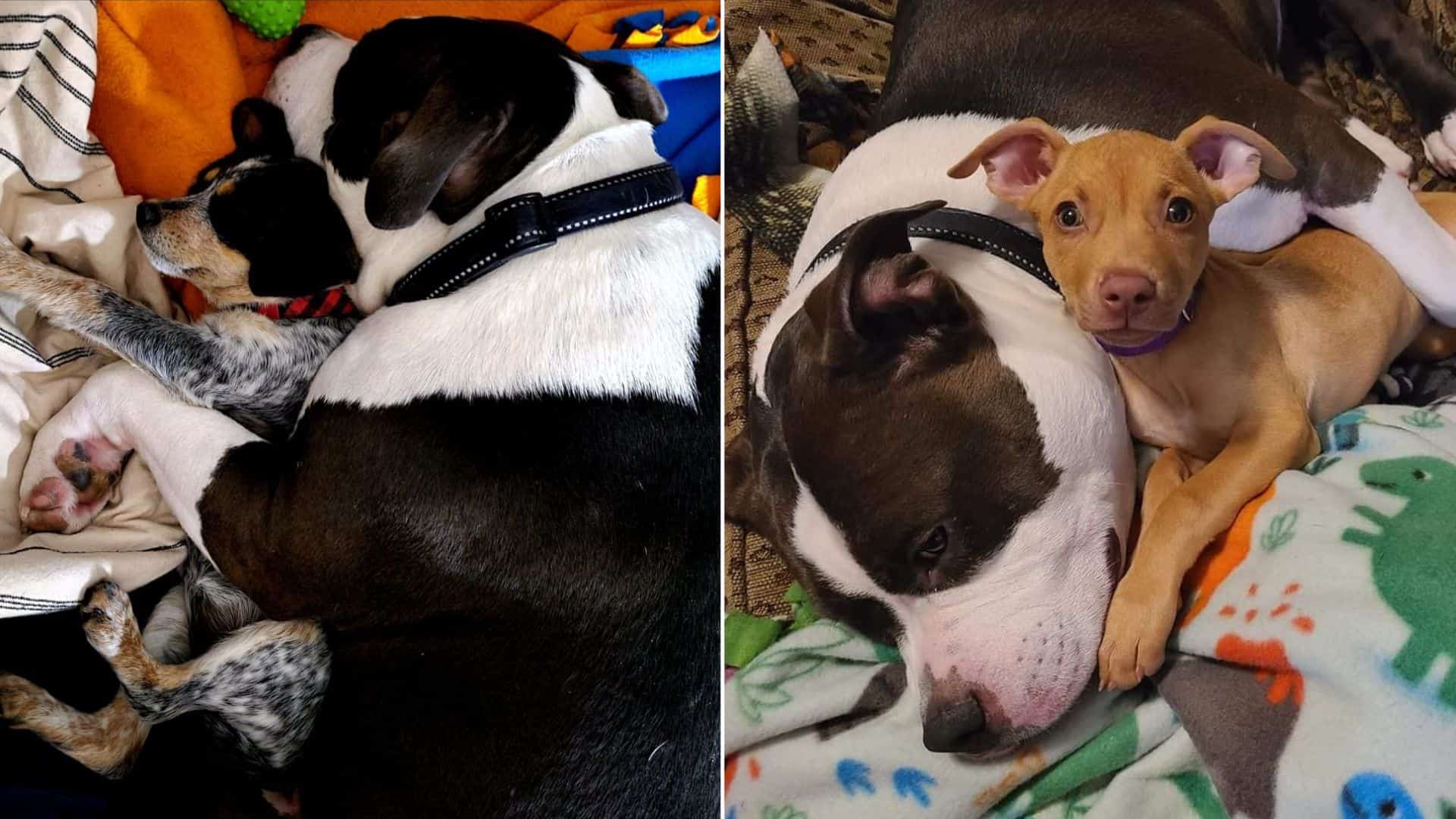 Sweet Pitbull Finds His Talent In Comforting Foster Puppies