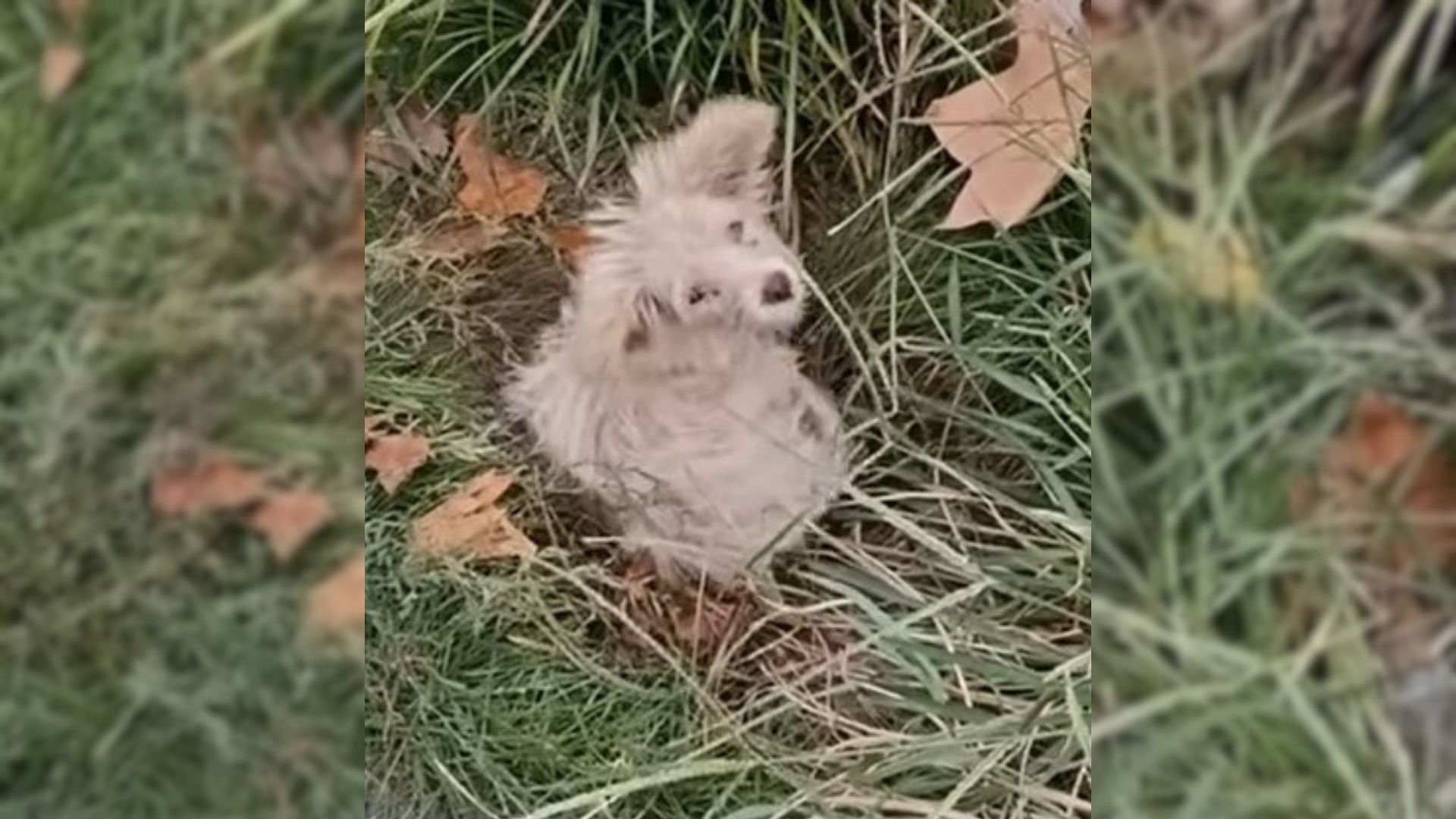 Rescuers Were Heartbroken To Find This Sweet Puppy Curled Up Under A Tree In The Park