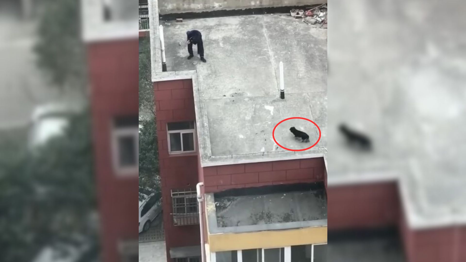 Resident Rushed To Help A Dog Who Lives On The Roof Only To Be Met By A Shocking Surprise