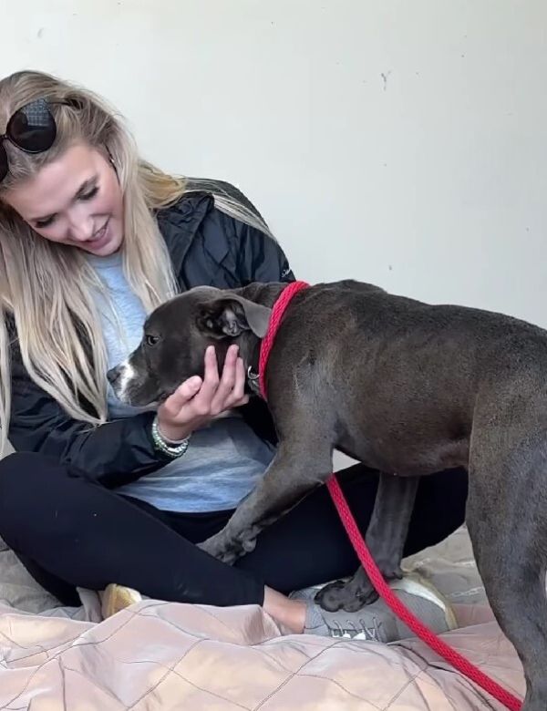 kind woman touching the dog