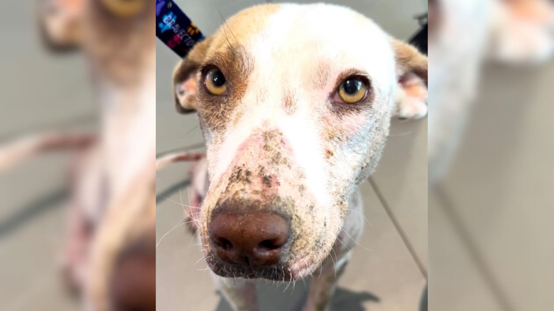 Kind Woman Who Rescued An Injured Dog Found A Surprise Waiting For Her The Other Morning