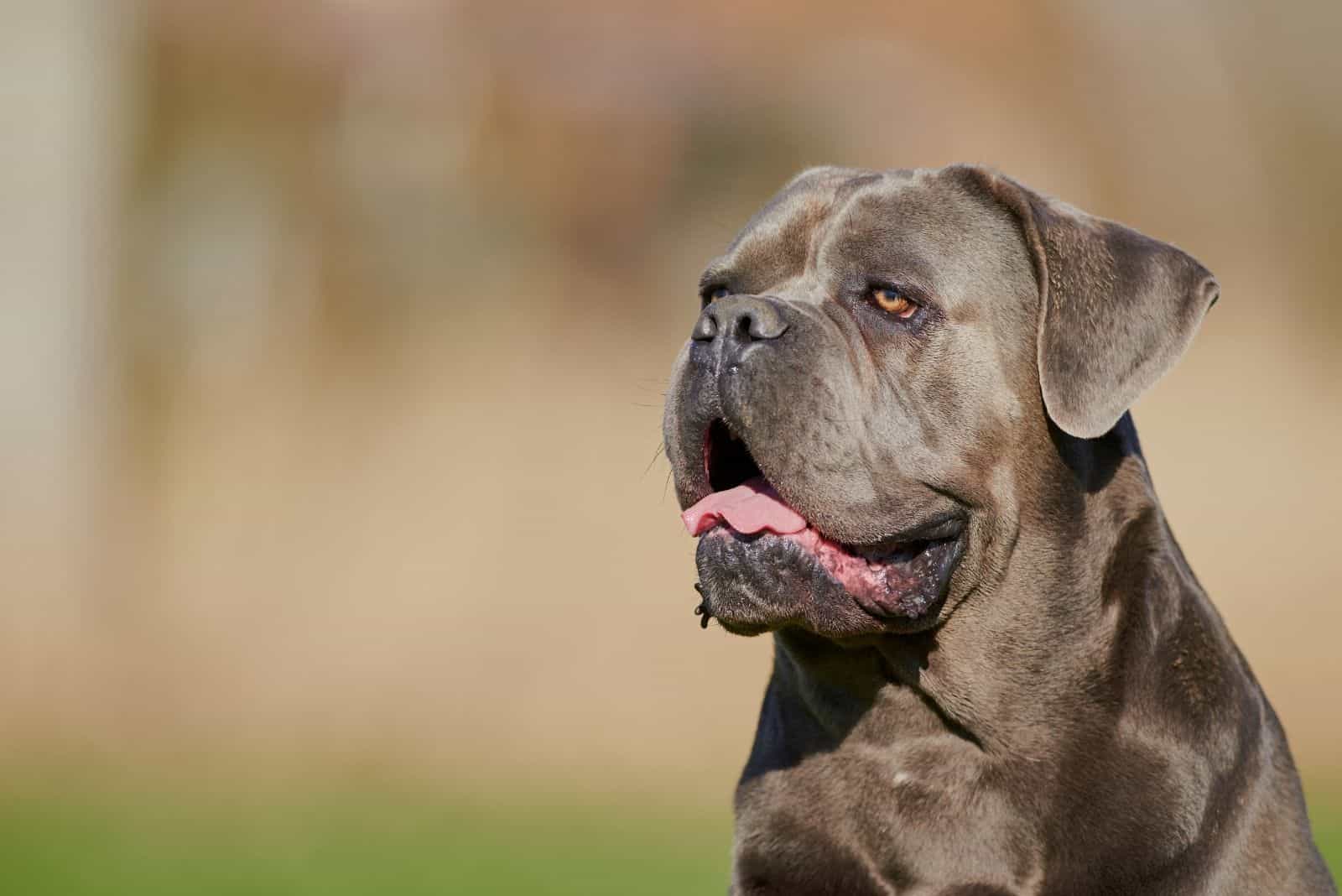 king corso pitbull in headshot image