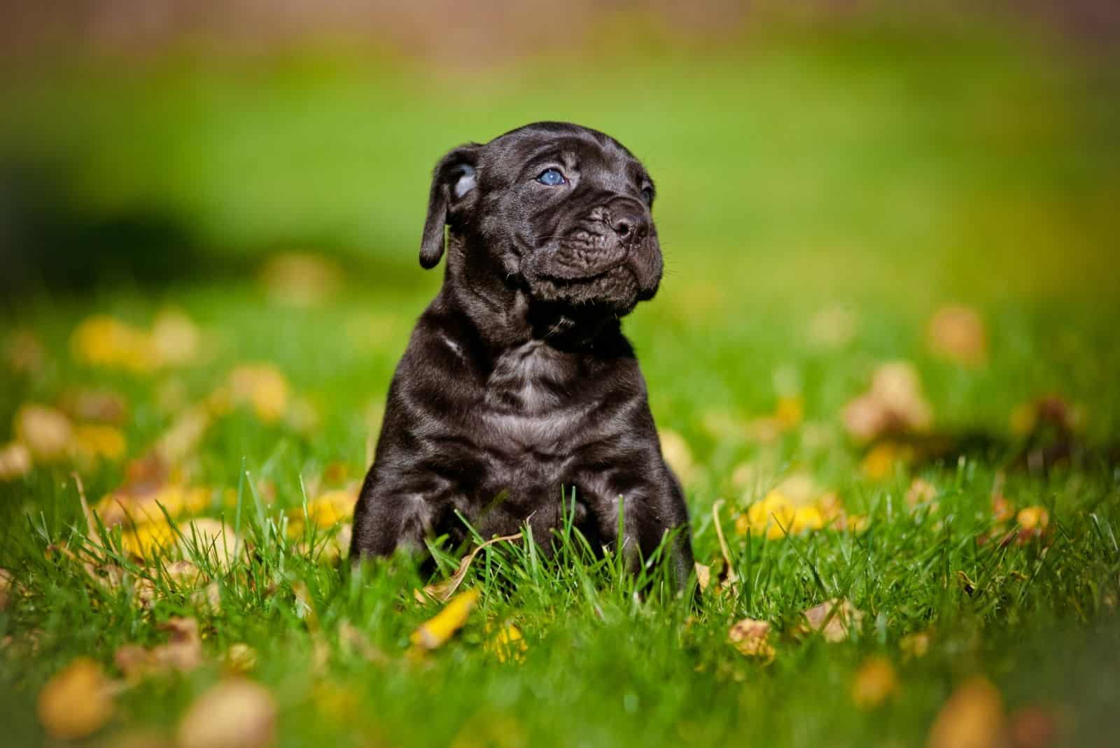 king corso puppy standing in the middle of the grassland