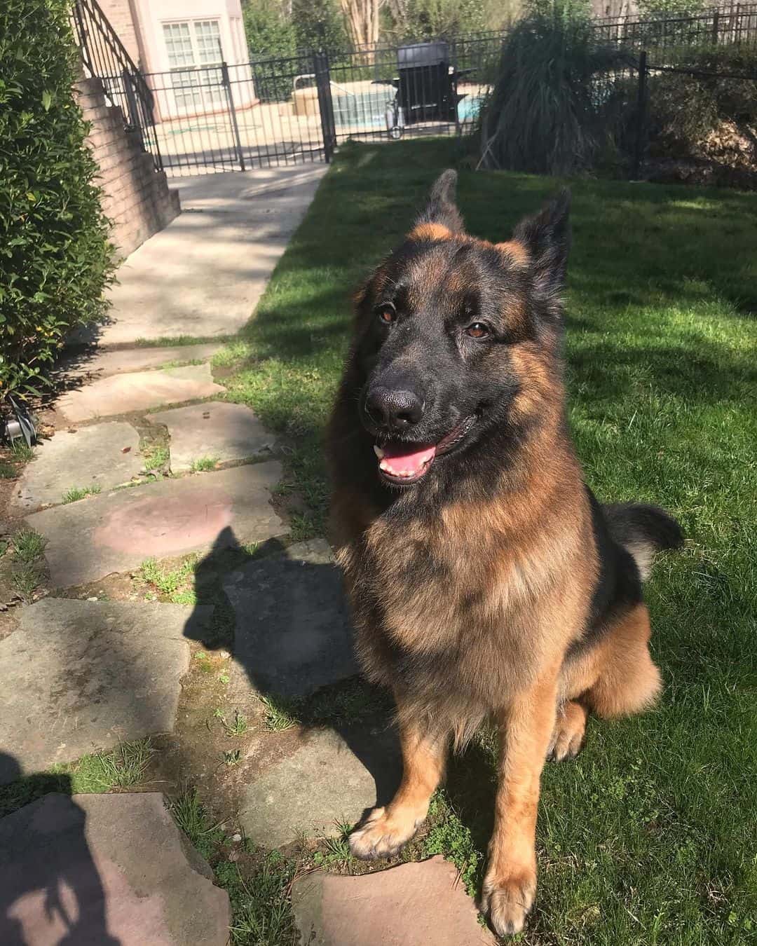 king shepherd photographed in yard